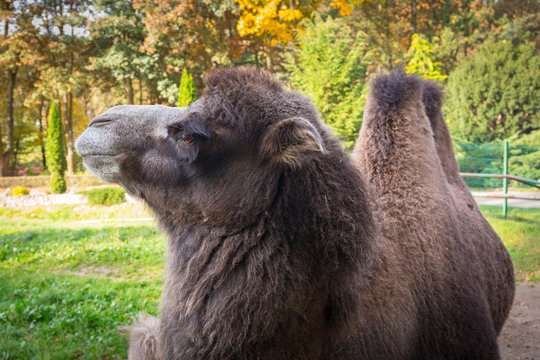 Portraut of camel in the zoo