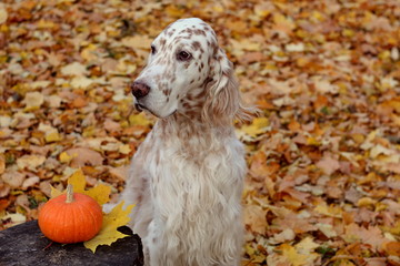Picturesque cute face of spotty show english setter, white and orange big dog sitting on the autumn leaves background and little pumpkin, halloween card