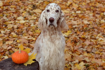 Cute face of spotty show english setter, white and orange big dog sitting on the autumn leaves background and little pumpkin, halloween card trick or treat