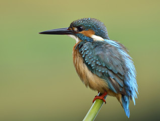 Beautiful blue bird, Common Kingfisher (Alcedo atthis) a lovely blue bird perching on bamboo stick in the stream showing its puffy feathers, fascinating nature