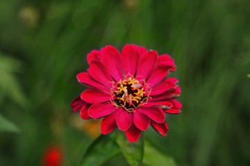 red flower
