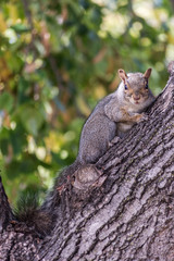 Squirrel in Tree Looking at Camera