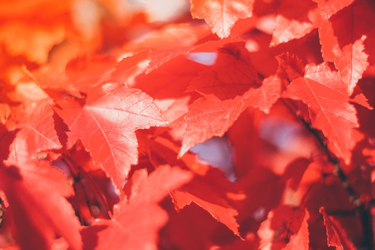 Close up red maple leaves