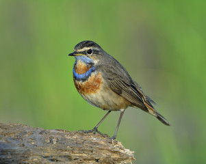 Beautiful brown bird with orange and blue marking on its chest calmly perching on the wooden log over bright green background, Blue throat (Luscinia svecica)