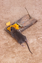 House mouse killed in a trap vertical