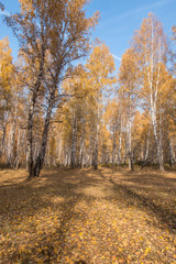 birch forest in autumn