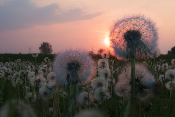 Campo di soffioni al tramonto