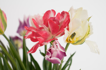 Tulpen