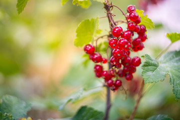 Red currant in garden close up with yellow sun