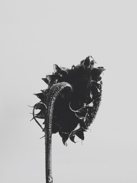 Black sunflower turned to the white sun