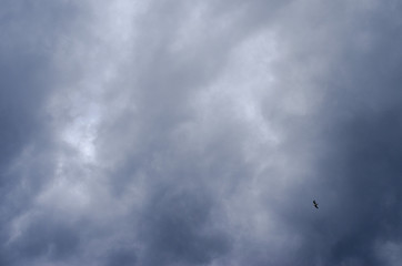 Fototapeta na wymiar seagull hovers in the sky