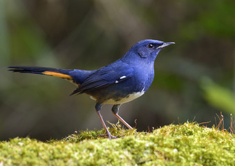 Beautiful cute blue bird, White-bellied Redstart (Luscinia phaenicuroides) standing on green mossy ground, fascinated nature