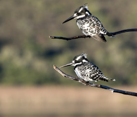 Pied Kingfishers