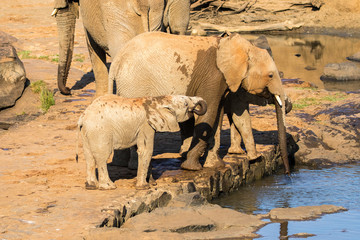 Obraz premium African Elephant family with babies drinking
