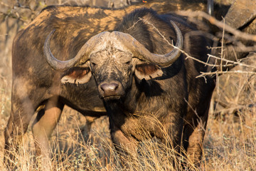 African Buffalo aka Cape Buffalo aka Buffalo