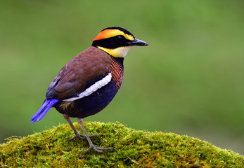 Beautiful male of Malayan Banded Pitta (Hydrornis guajana) colorful resident bird of Southern...