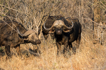 Obraz premium African Buffalo aka Cape Buffalo aka Buffalo