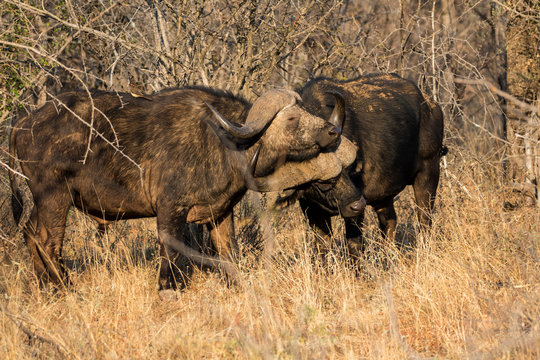 African Buffalo aka Cape Buffalo aka Buffalo