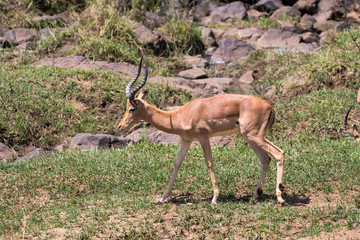 Impala