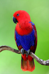 Beautiful Red Eclectus parrot perching on the branch over green blur gackground, fascinated nature