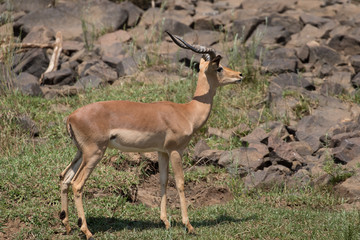 Impala