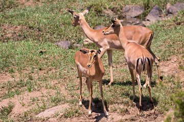Fototapeta premium Impala