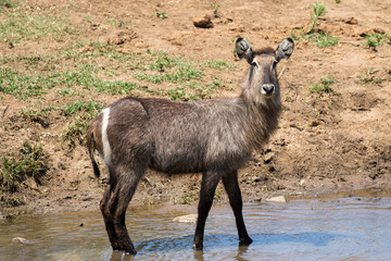 Water buck