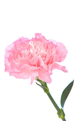 Single pink Carnation