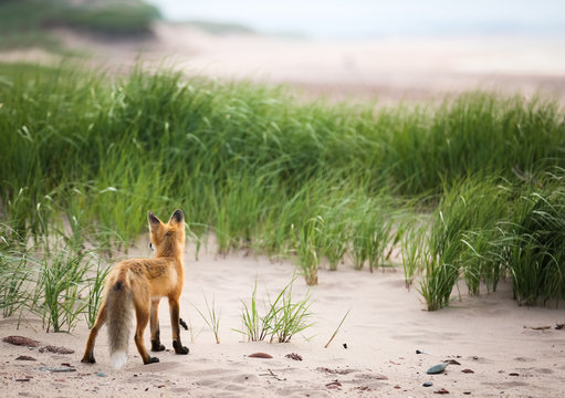 Single young wild fox looking over natural animal's territory and environment