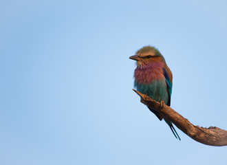 Lilac Breasted Roller Front