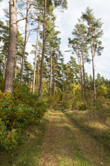 Fototapeta na wymiar Footpath in the forest by fall season