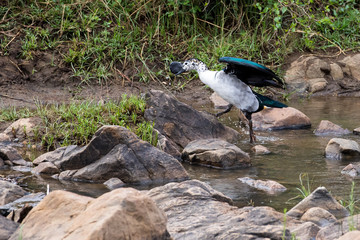 Knobbed-billed Duck