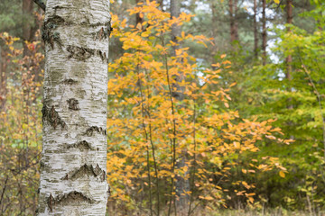 Birch tree trunk in a colorful forest