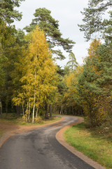 Obraz premium Winding country road in a colorful forest