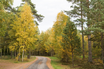 Obraz premium Winding country road through a fall colored forest