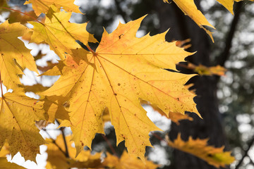One colorful maple leaf