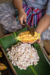 Cacao pod cut open to show cocoa beans inside. selective focus