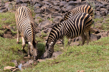 Plains Zebra