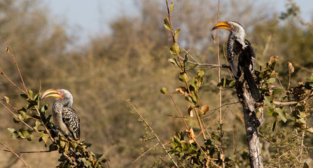Yellow Hornbills © Hislightrq