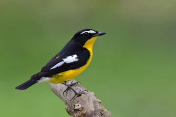 Naklejka premium Beautiful yellow and black bird with white on his wings perching on a branch over green blur background