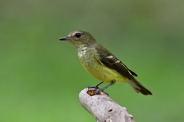 Beautiful yellow and to pale green bird perching on a branch over green blur background in nature