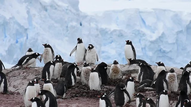 Chinstrap Penguins on the nest