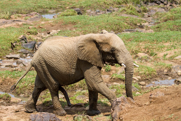 Fototapeta premium African Elephant