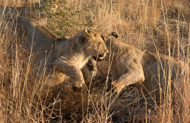 Fototapeta na wymiar Lion cubs playing