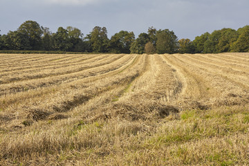 Harvested Field