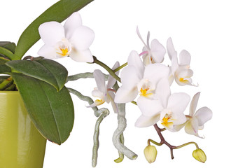 Potted, flowering Phalaenopsis orchid plant isolated