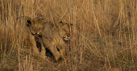 Fototapeta na wymiar Lion cubs walking
