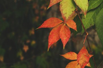 grape vine foliage in autumn