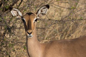 Impala female portrait