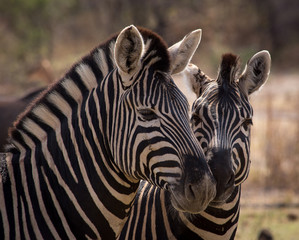 Fototapeta na wymiar Two Zebra touching noses